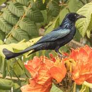 Image of Hair-crested Drongo