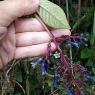 Image of Palicourea amethystina (Ruiz & Pav.) DC.