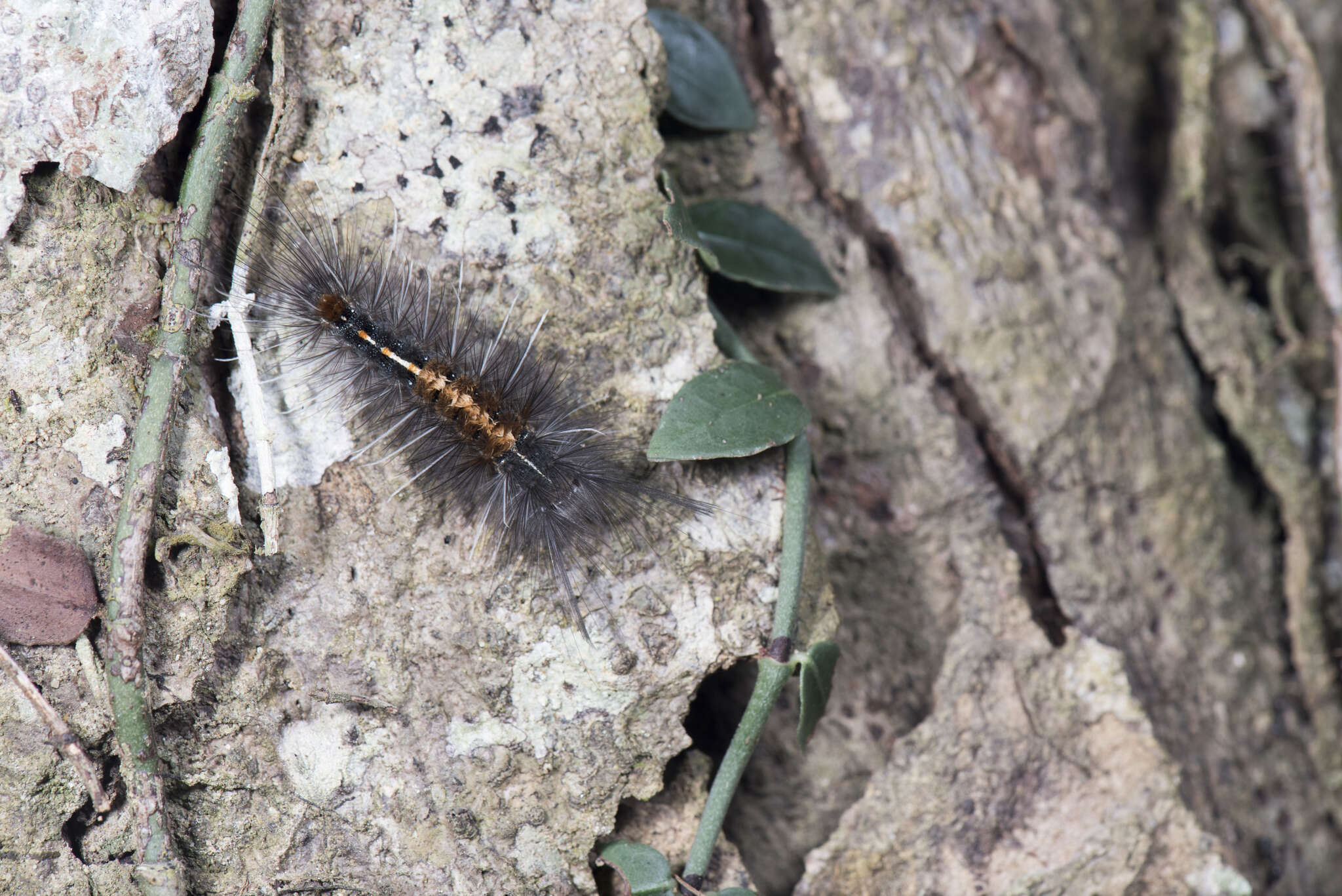 Image of <i>Ilema kosemponica</i>