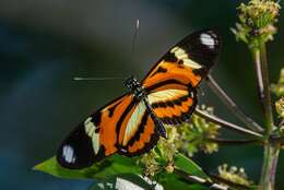 Image of Heliconius ethilla Latreille & Godart 1819