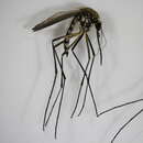 Sivun Aedes aurifer (Coquillett 1903) kuva