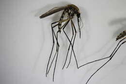 Image of Aedes aurifer (Coquillett 1903)