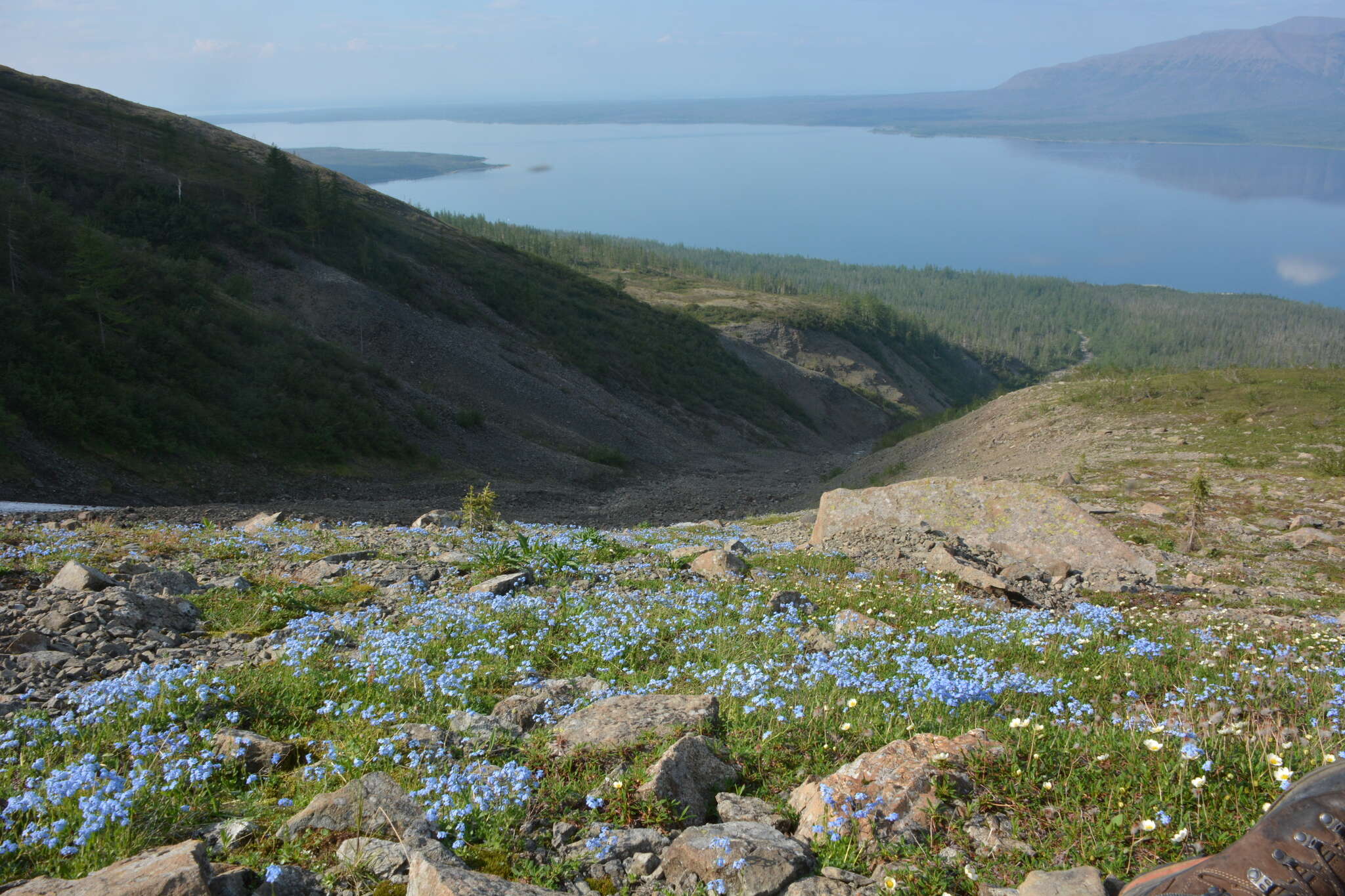 Image de Eritrichium villosum (Ledeb.) Bunge