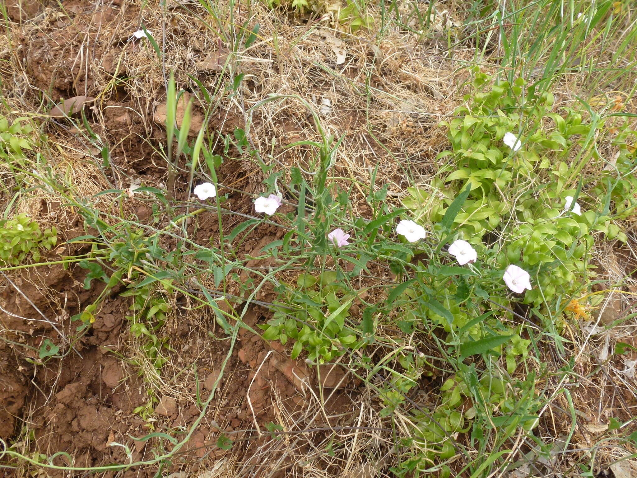 Image de Convolvulus remotus R. Br.