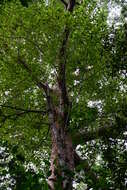 Image of Atherton Kauri Pine