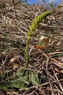 Image of Bull's coraldrops