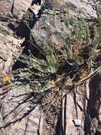 Image of rockloving erigeron