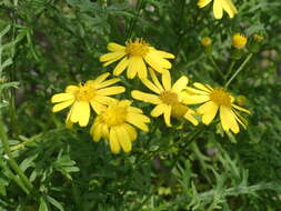 Plancia ëd Senecio lyonii A. Gray ex Lyon