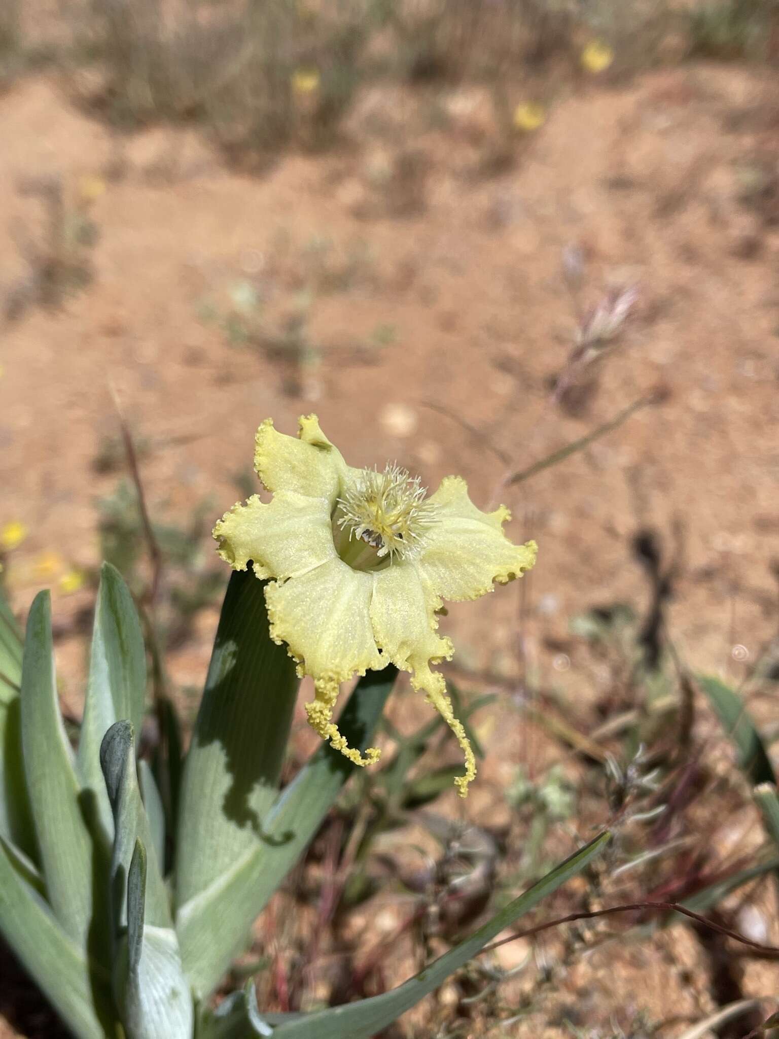 Image of Ferraria macrochlamys (Baker) Goldblatt & J. C. Manning