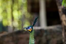 Image of Green Peafowl