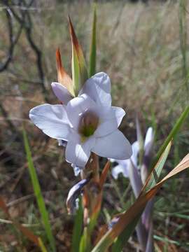 Image of Gladiolus rehmannii Baker