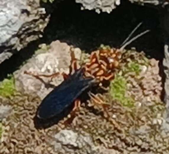 Image of Golden cricket wasp