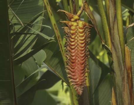 Image of Heliconia mariae Hook. fil.