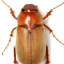 Image of Phyllophaga (Phyllophaga) arcta (Horn 1887)