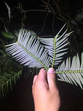 Plancia ëd Cephalotaxus harringtonii var. wilsoniana (Hayata) Kitam.