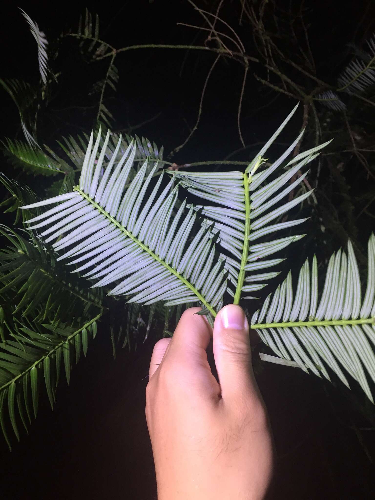 Image of Cephalotaxus harringtonii var. wilsoniana (Hayata) Kitam.