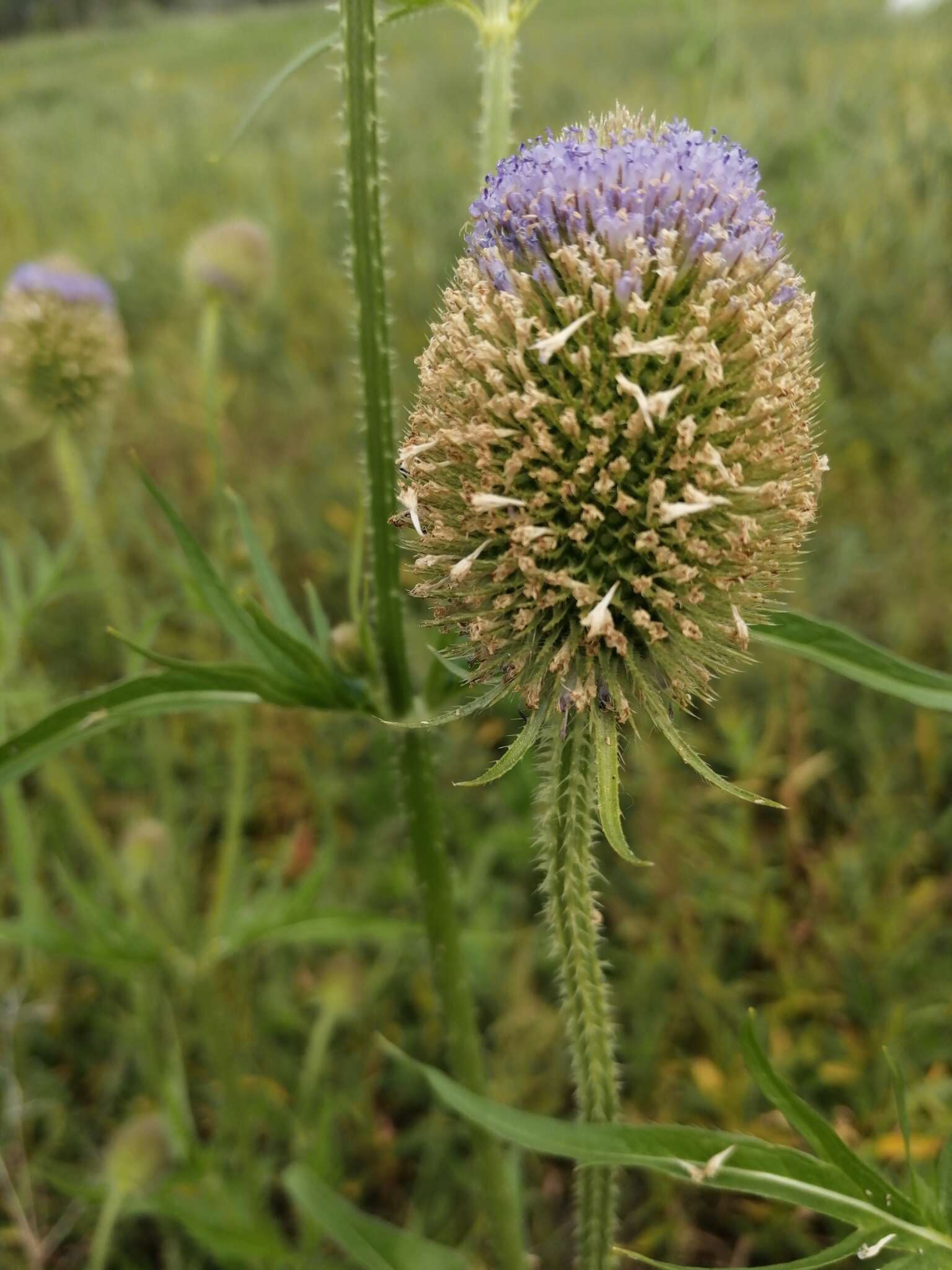 Image of Dipsacus gmelinii Bieb.