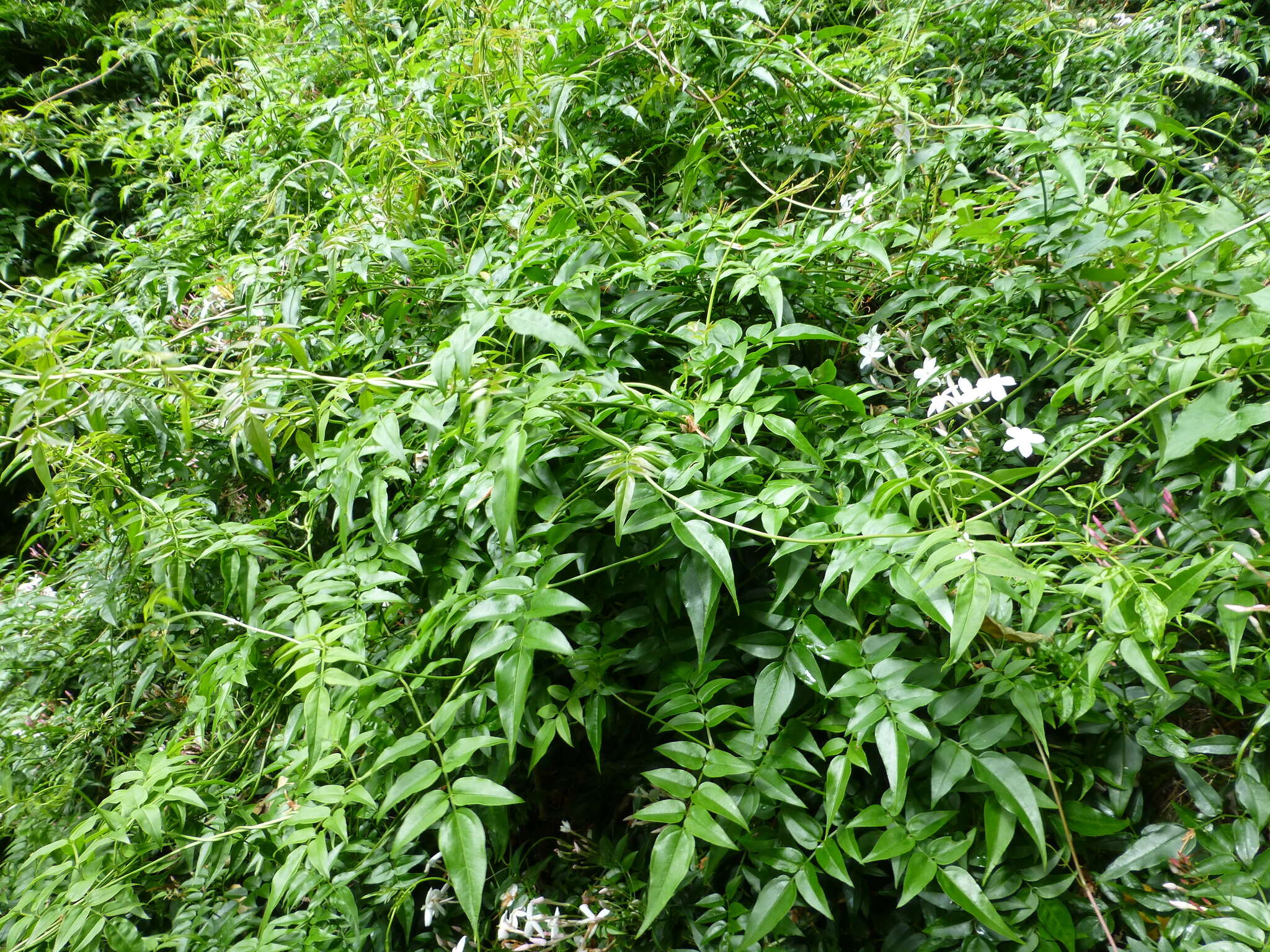 Image of pink jasmine