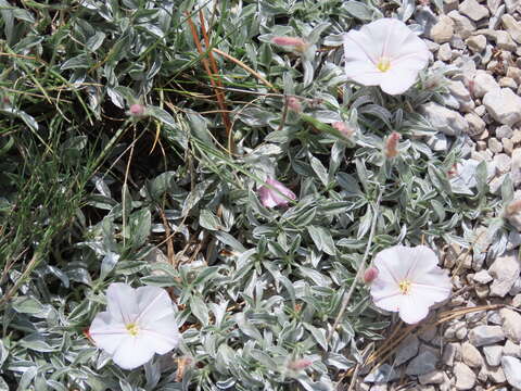 Image of Convolvulus boissieri subsp. boissieri