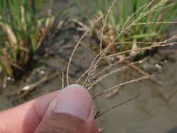 صورة Leptochloa chinensis (L.) Nees