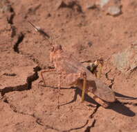 Image of Wrangler Grasshopper