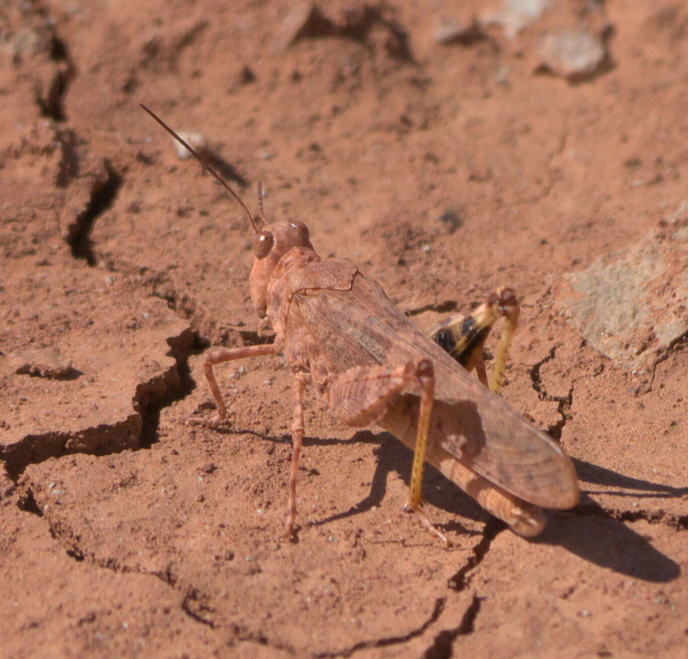 Image of Wrangler Grasshopper