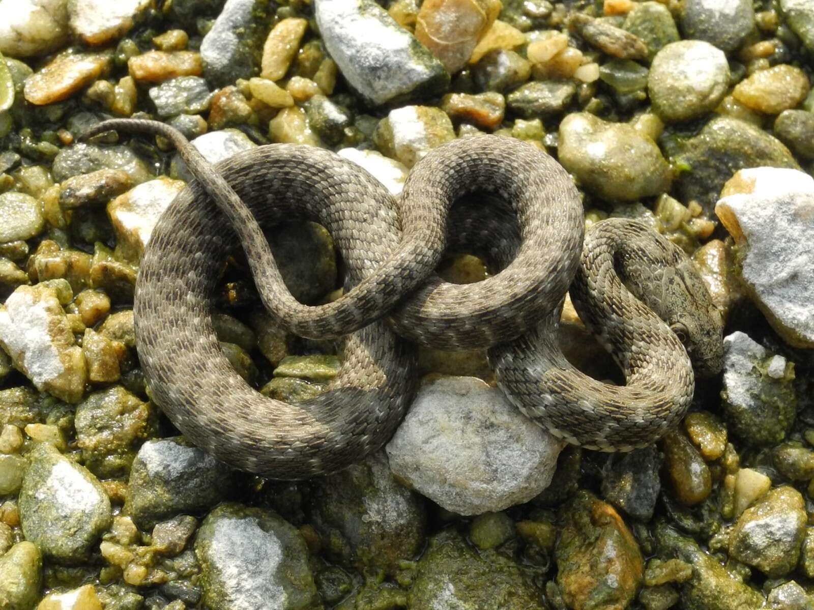 Image of Dice Snake