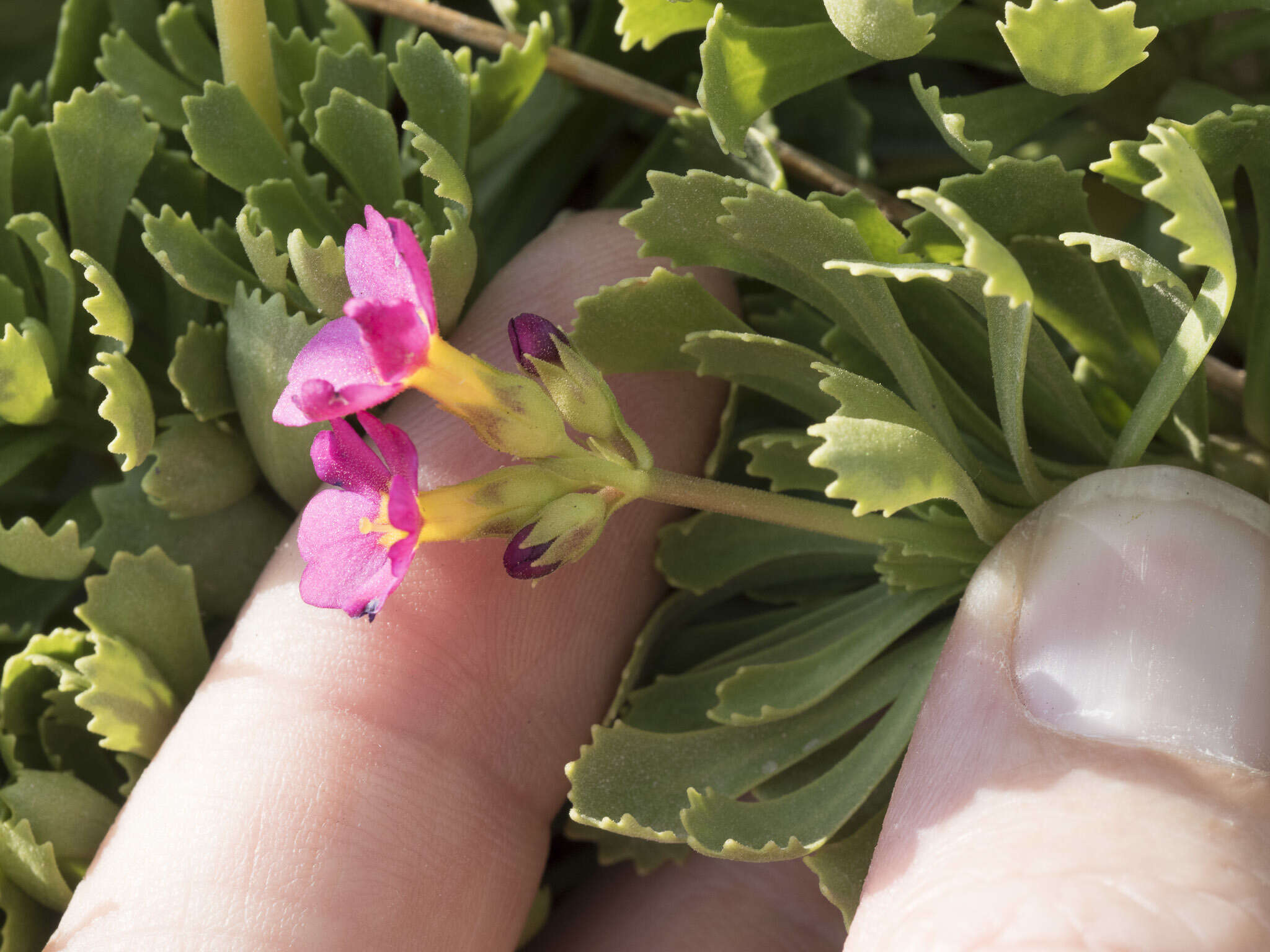 Plancia ëd Primula suffrutescens A. Gray