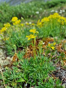 Image of twoflower cinquefoil