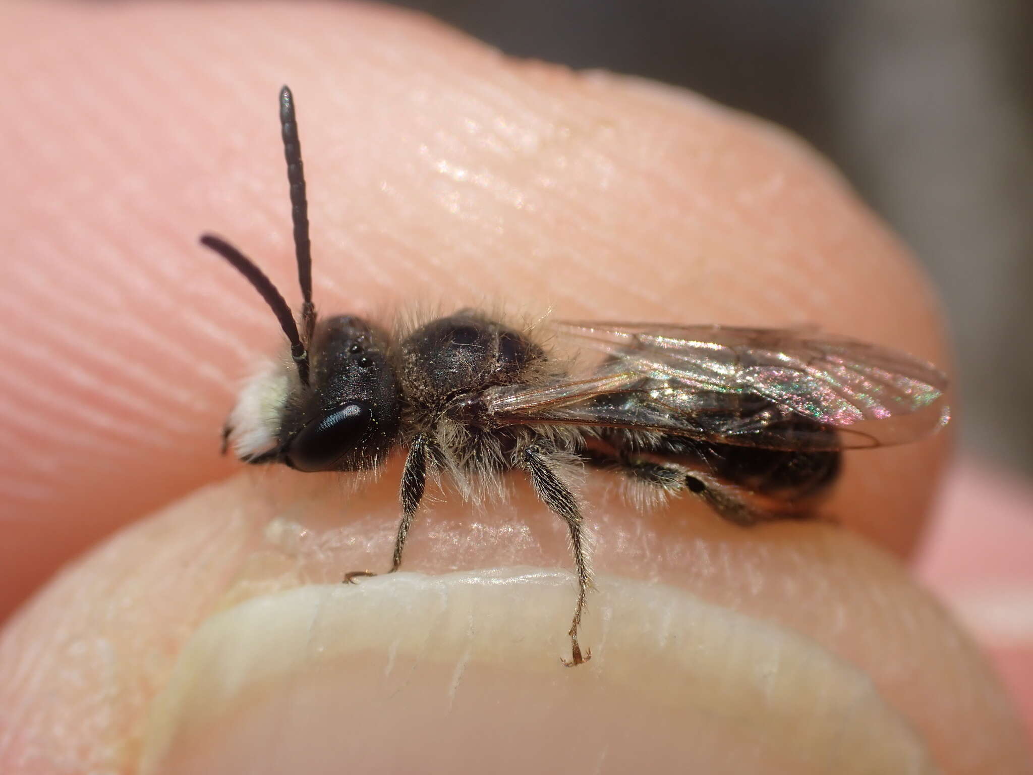 Image of Andrena ventralis Imhoff 1832