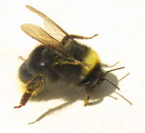 Слика од Bombus occidentalis Greene 1858