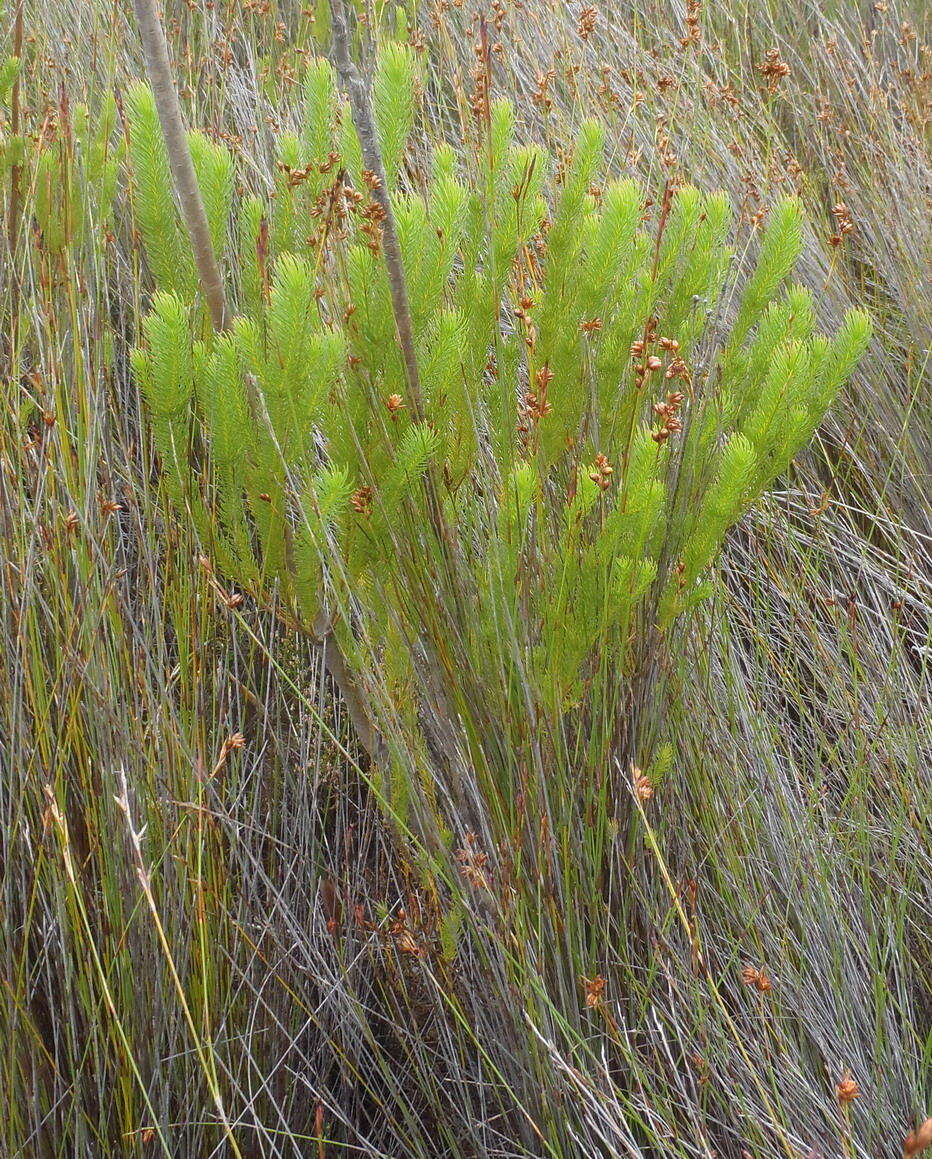 Plancia ëd Leucadendron ericifolium R. Br.