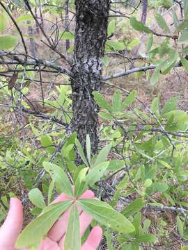 Image of Bluejack Oak