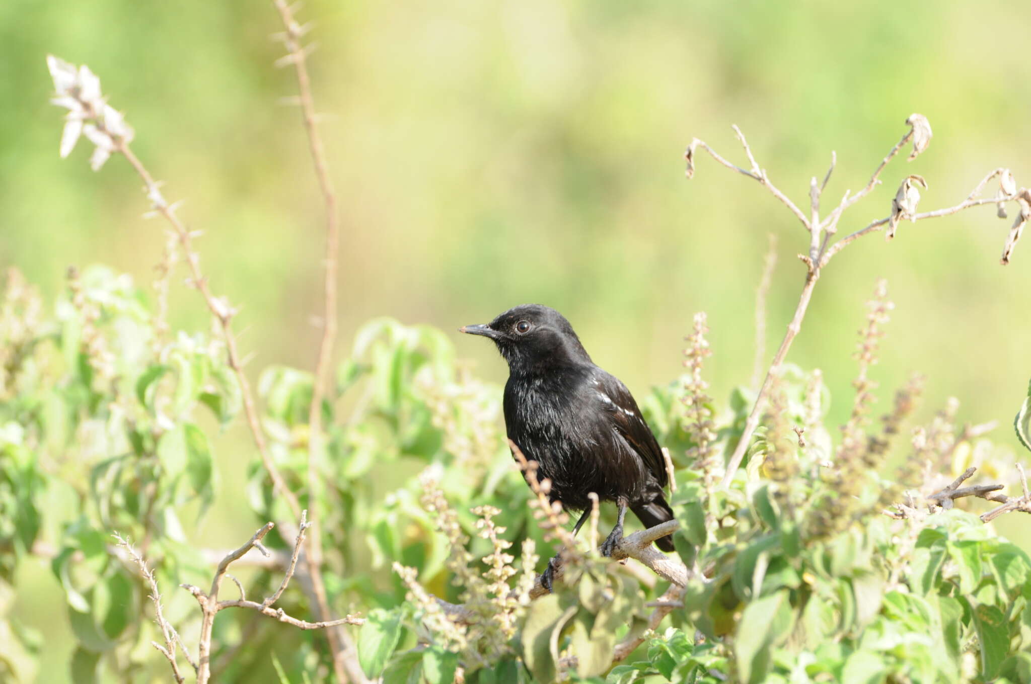 Image of Sooty Chat