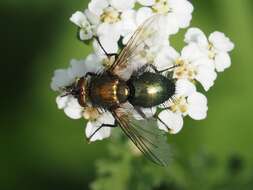 Image of Chrysosomopsis Townsend 1916