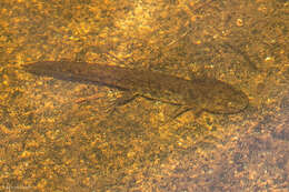 Image of Ambystoma macrodactylum sigillatum Ferguson 1961