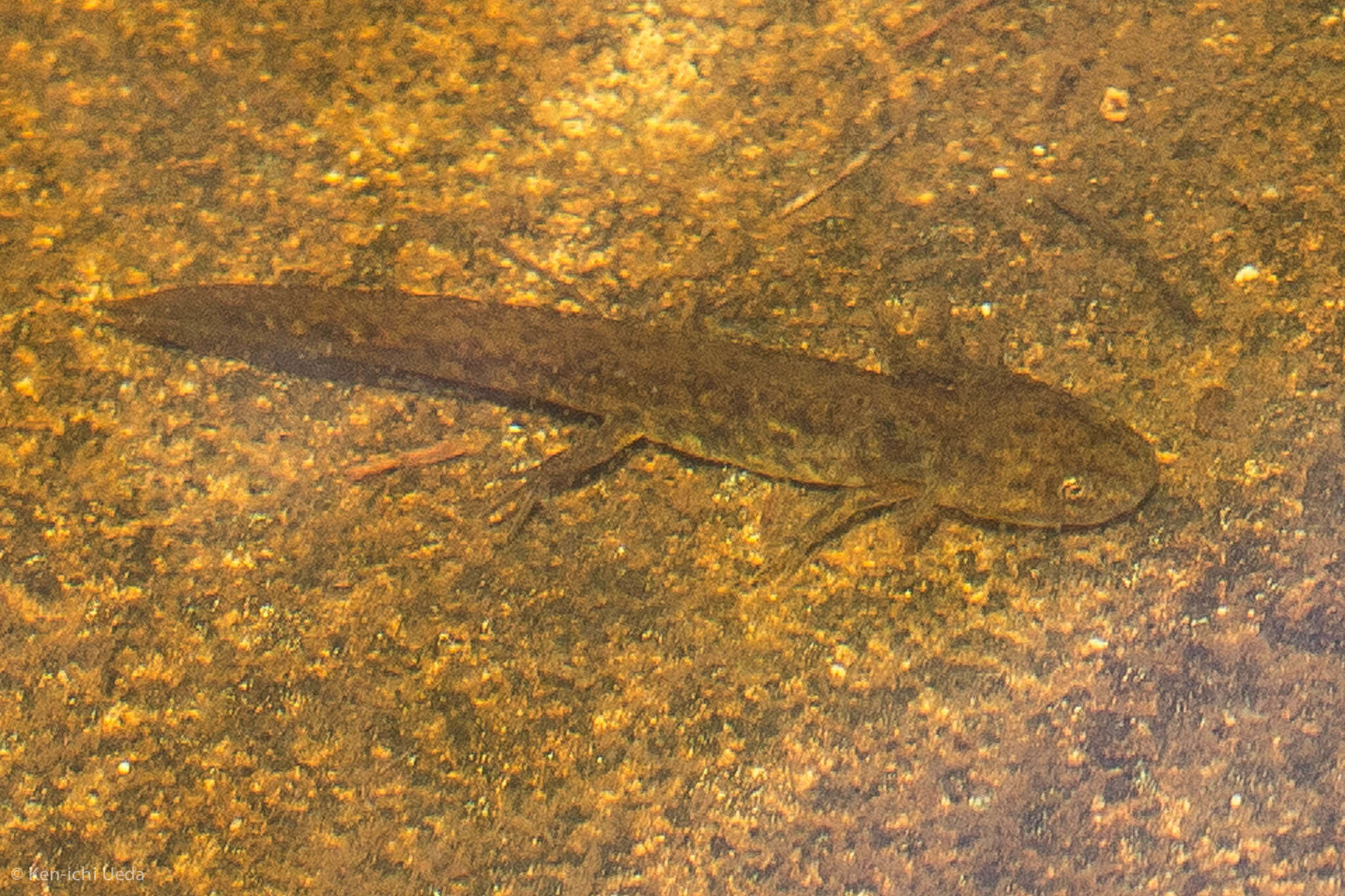 Image of Ambystoma macrodactylum sigillatum Ferguson 1961