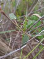 Image of Prasophyllum goldsackii J. Z. Weber & R. J. Bates