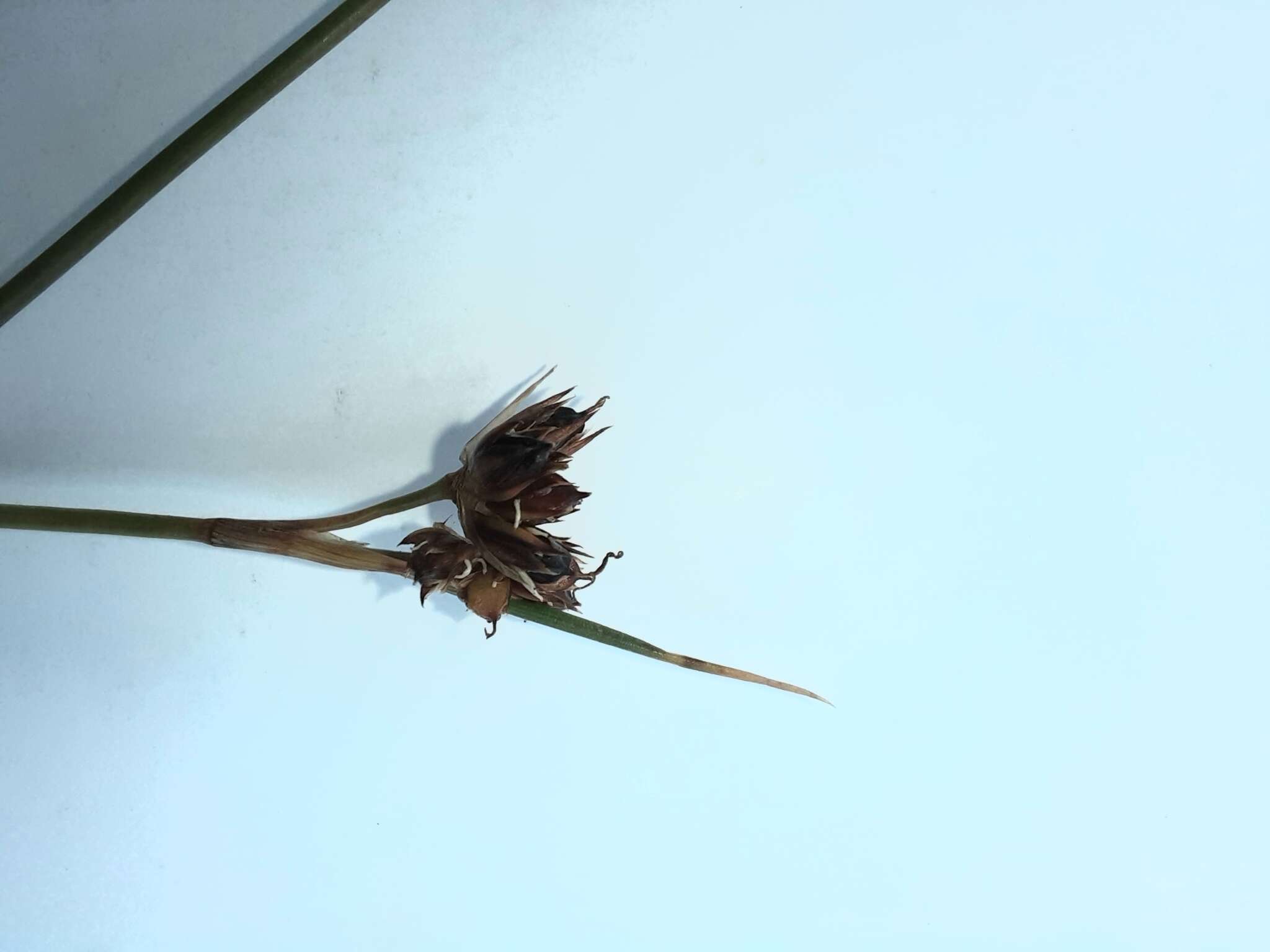 Image of Juncus scheuchzerioides Gaudich.