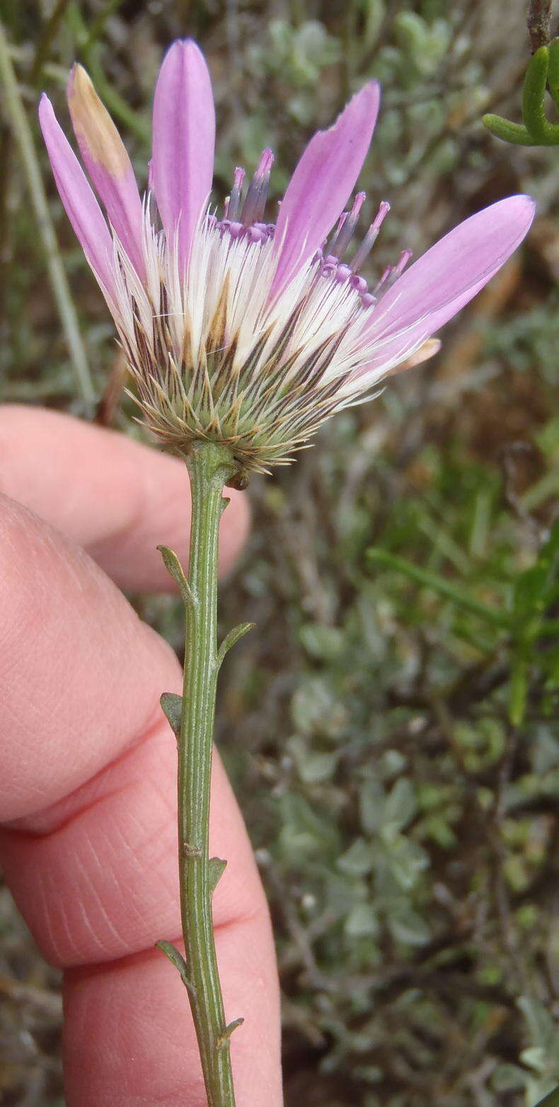 Image of Dicoma picta (Thunb.) Druce