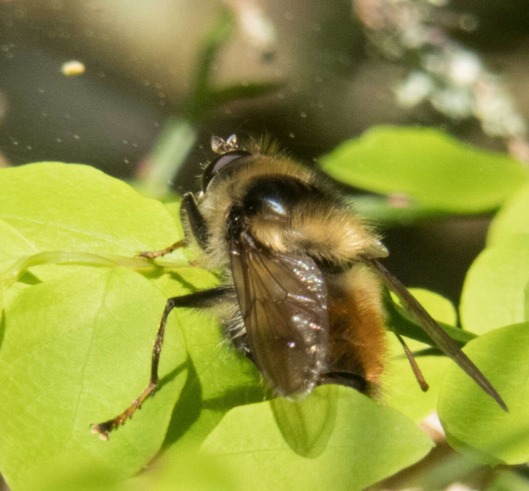 Image de Criorhina bubulcus (Walker 1849)