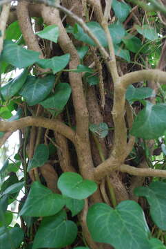 Image of colchis ivy