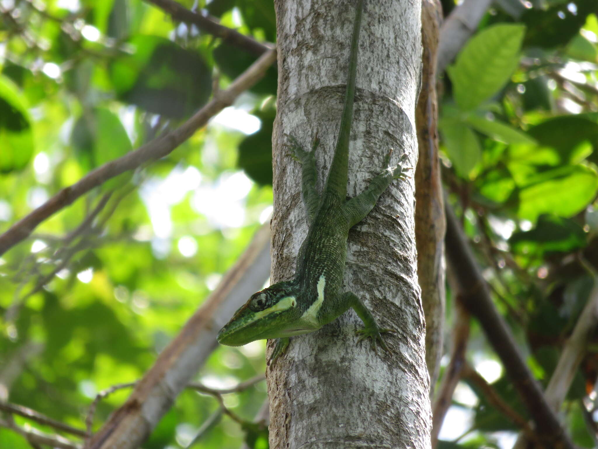 Image of Cuban Giant Anole