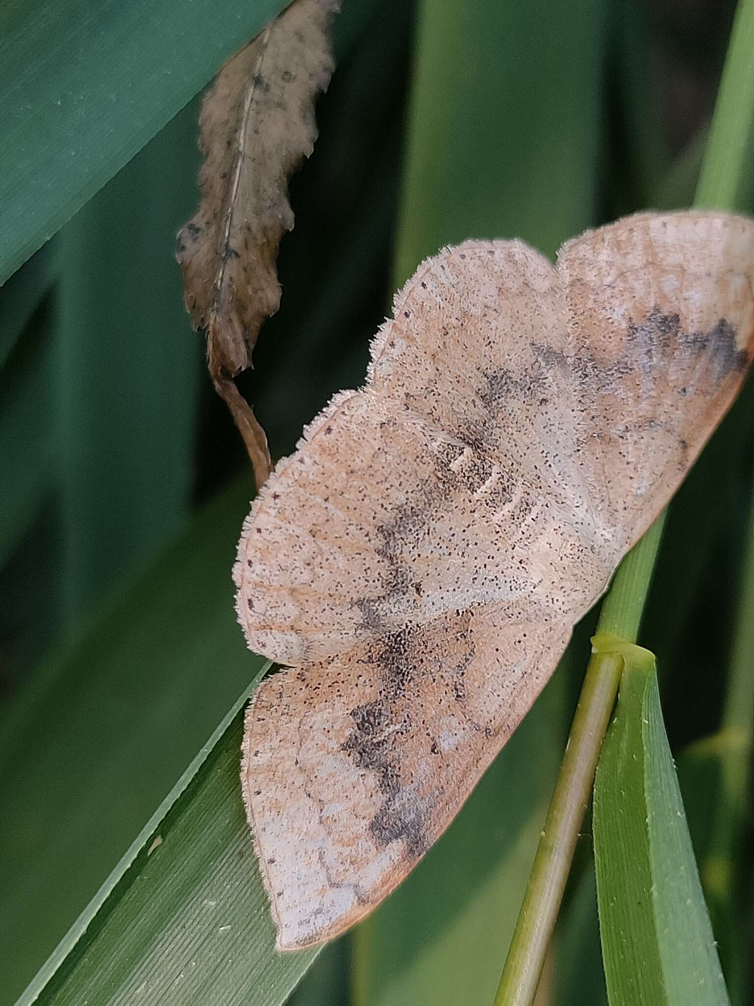 Слика од Somatina plynusaria Walker 1862