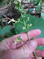 Image of Collinsonia anisata Sims