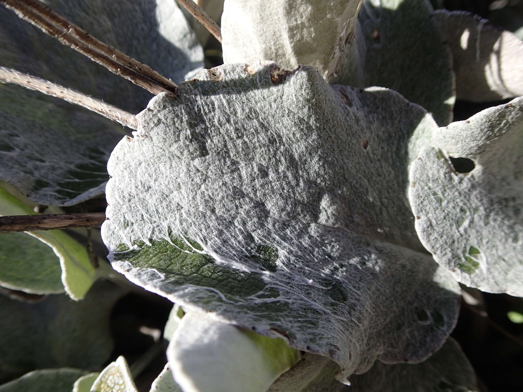 Image of Brachyglottis haastii (Hook. fil.) B. Nord.