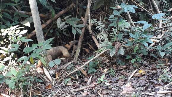 Plancia ëd Tamandua tetradactyla (Linnaeus 1758)