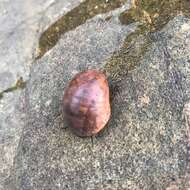 Image of polished nerite