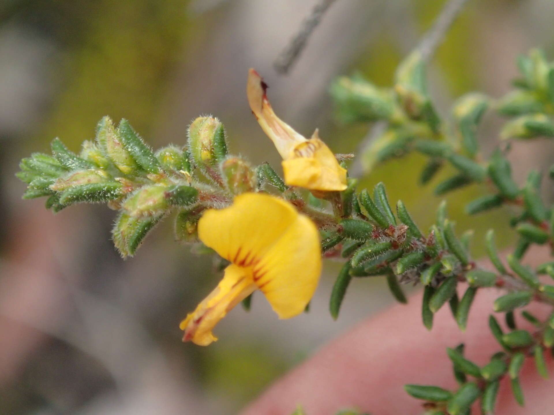 Image of Pultenaea graveolens Tate