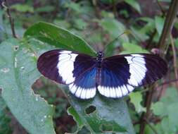 Image of Heliconius cydno alithea Hewitson 1869
